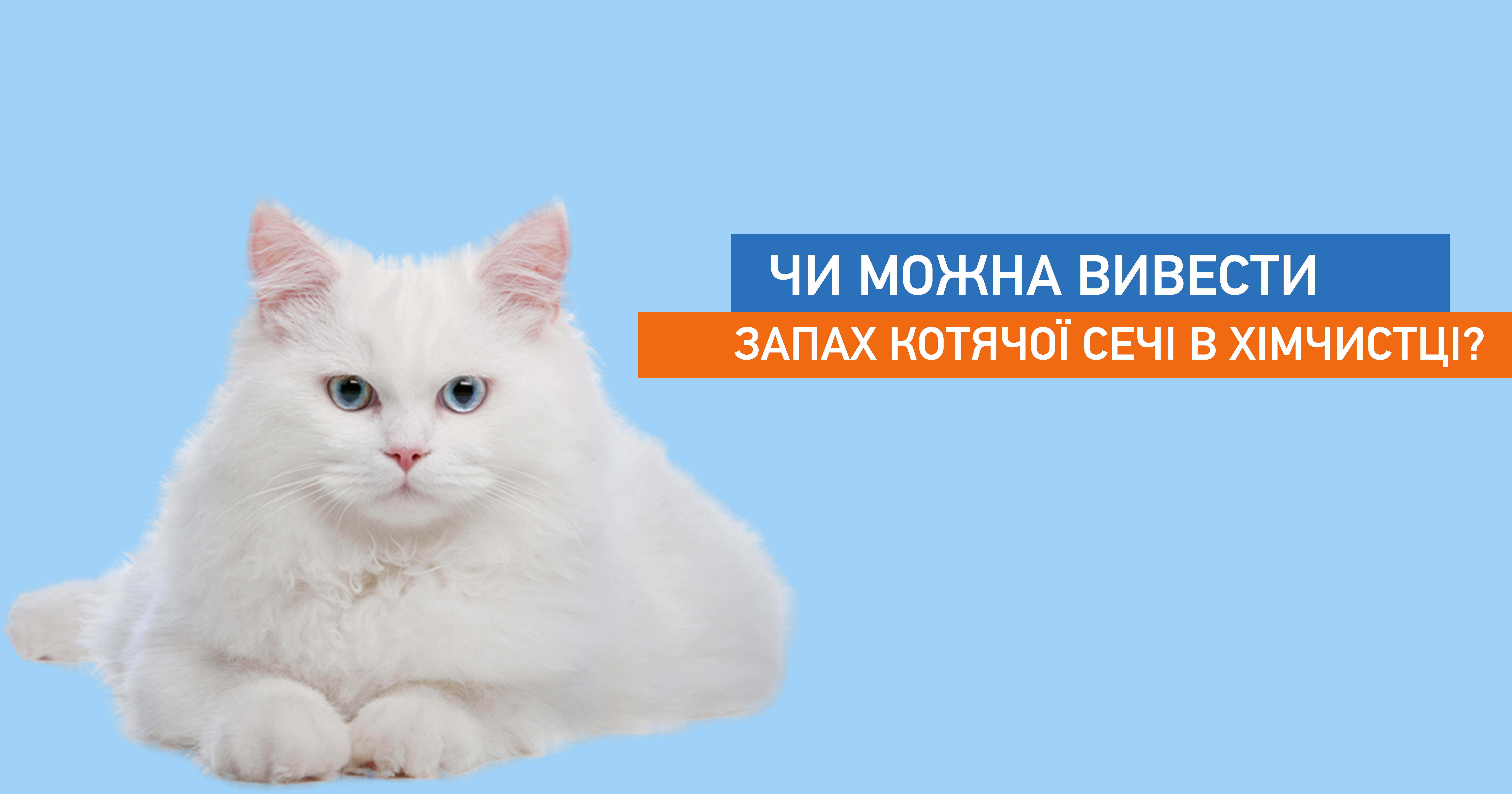 Чи можна вивести запах котячої сечі в хімчистці?